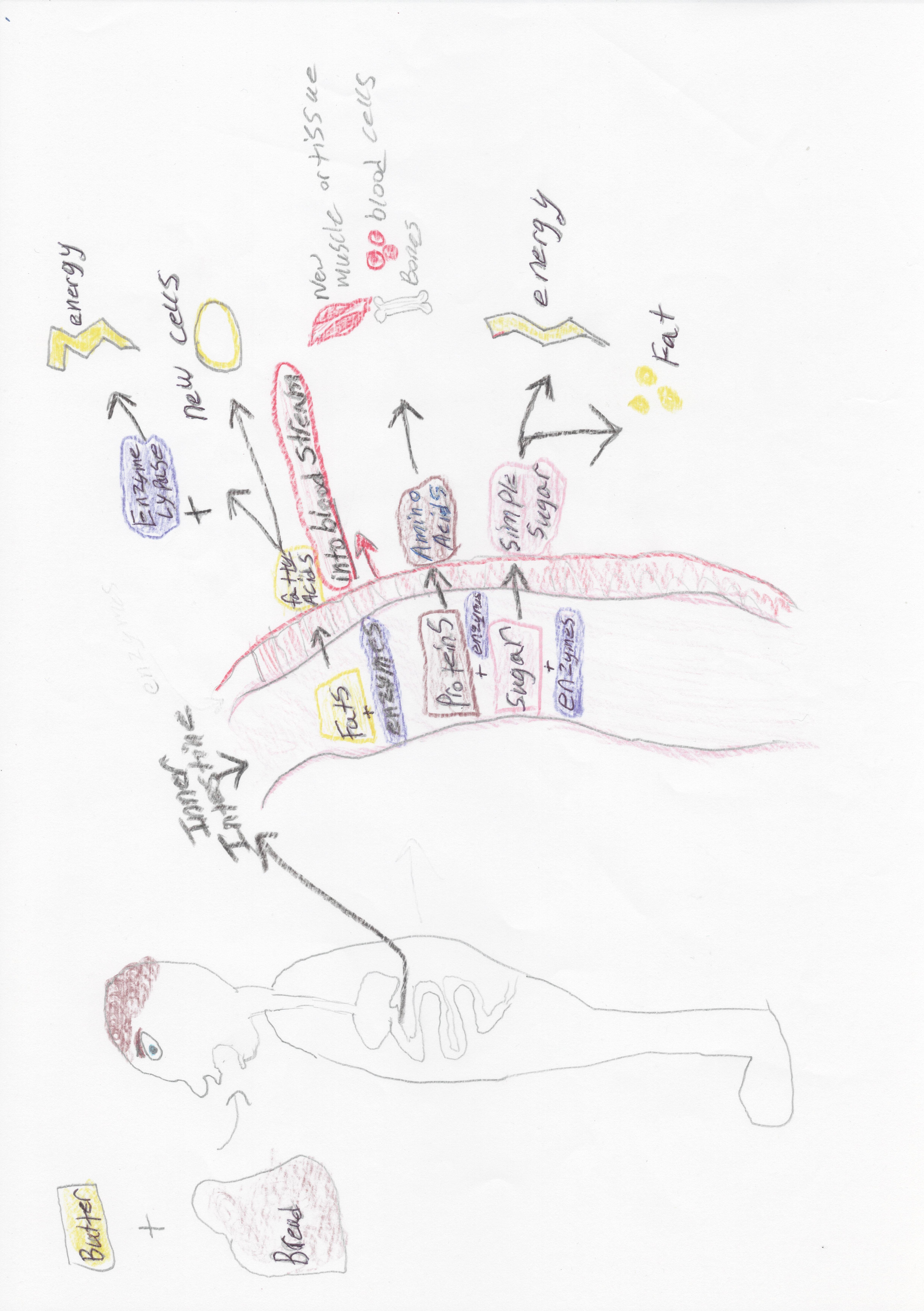 Model how we get nutrients from Digestion